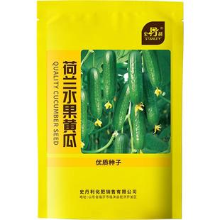 史丹利黄瓜种籽水果黄瓜种子老品种大全四季蔬菜本地盆栽高产种孑