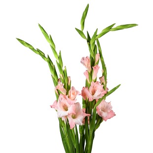 云南鲜花斗南基地直发A级剑兰花室内水培鲜切花唐菖蒲顺丰包邮花