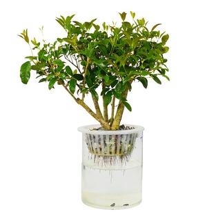 水培植物桂花大型盆栽造型盆景客厅办公室内绿植花卉好养活水养