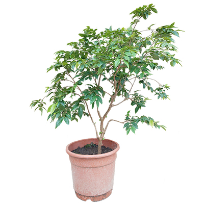 富贵子树苗凤眼果树苗苹婆果树苗频婆果树苗连盆叶土15年淘宝老店