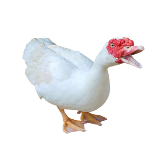 福建正宗番鸭老鸭正番鸭新鲜红脸鸭土鸭洋鸭土鸭姜母鸭全番鸭现杀