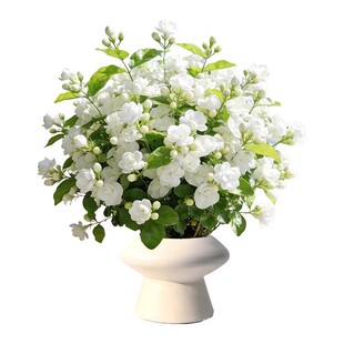 茉莉花花卉盆栽老桩鲜花四季树苗开花客厅室内绿植物好养易活花苗
