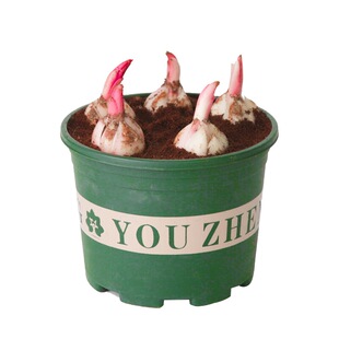 【带盆土栽好】香水百合种球耐寒好养室内四季盆栽庭院观花卉植物