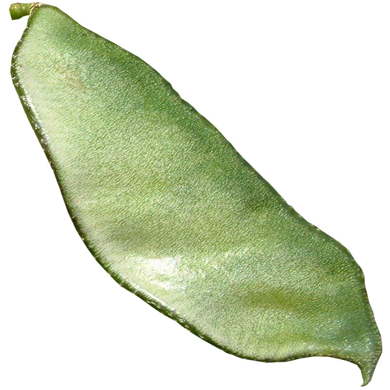 寿光老品种猪耳朵扁豆眉豆种子籽