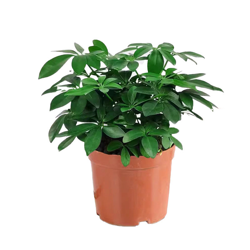 八方来财鸭脚木四季常青室内阳台桌面绿植盆栽花卉发财树苗七叶莲