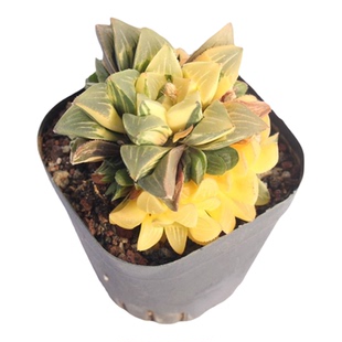 姬寿锦 多肉植物十二卷花卉 群生自然锦稀缺玉露盆栽肉肉一物一拍