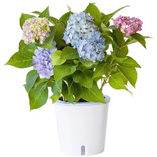 绣球花盆栽带花苞花苗无尽夏室内庭院花卉绿植物阳台好养四季开花
