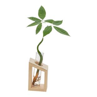 水培植物室内好养小型发财树办公室桌面绿植富贵竹水养小盆栽四季