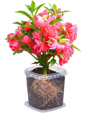 凤仙花种子四季播种开花不断防蛇