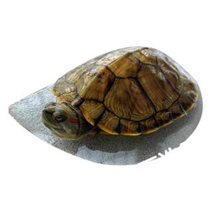 乌龟晒台磁铁款鱼龟混养爬台深水位陶瓷轻石猪鼻龟两栖爬宠晒背台