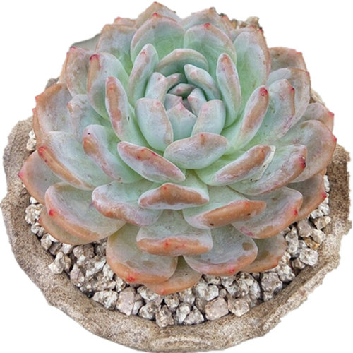 多肉花植物 一物一拍橙梦露 星影橙 绮丽多肉园艺 多肉植物盆栽