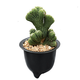 五指山仙人掌大颗玉麒麟山影缀化虎头山仙人柱多肉植物阳台小盆栽
