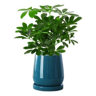 水培植物七叶莲招财树八方来财鸭脚木室内绿植盆栽花卉发财树水养