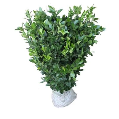 小叶黄杨苗瓜子黄杨苗法国冬青苗冬青苗金边黄杨庭院绿篱树苗