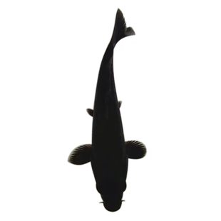 精品丹顶黑黄白锦鲤古黄金观赏鱼淡水鱼好养耐活渔场直销包活包邮