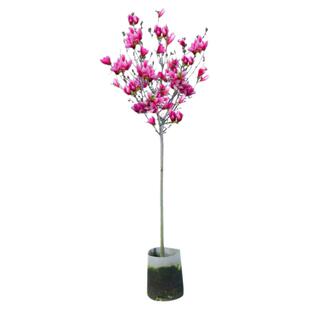 玉兰花苗红白黄紫玉兰树苗庭院室内外绿化耐寒花卉盆栽植物广玉兰