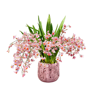 奶油粉梦香文心兰苗水培带花苞盆栽室内名贵迷你浓香植物四季花卉