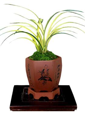 高端墨兰艺草兰阳之松好养室内花
