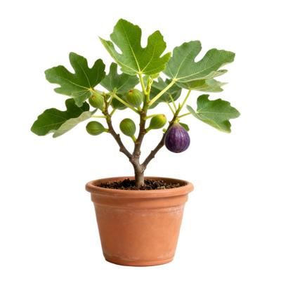 虹越无花果树果苗盆栽