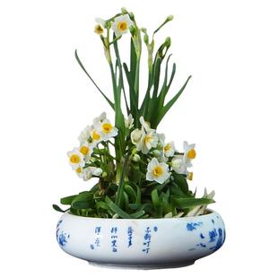 漳州水仙花种球雕刻花球复瓣重瓣花王12花苞花箭冬季盆栽春节礼盒