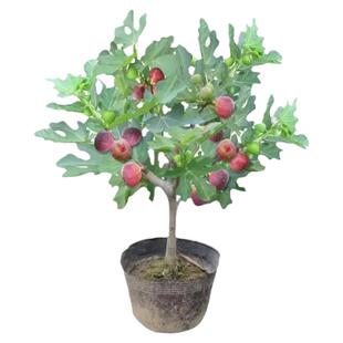 无花果树果苗波姬红特大果带果矮化盆栽四季南方北方当年结果带土