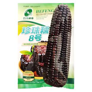 国审黑珍珠八号黑糯玉米种子黑甜糯大棒水果玉米种子籽孑春季播