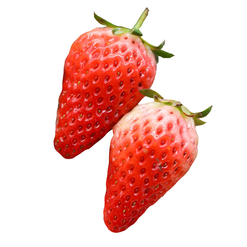 红草莓苗奶油草莓苗四季结果种植苗带土白食用苗种秧种苗随珠
