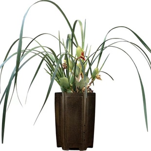 兰花苗咖啡兰盆栽奶香味浓香兰花水培植物室内客厅桌面绿植花卉