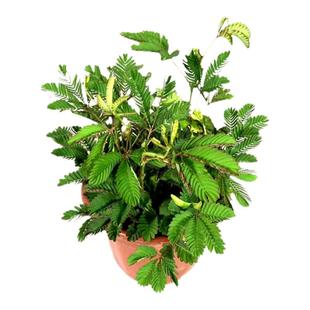 含羞草盆栽彩叶驱蚊老桩苗室内办公阳台四季常青幼儿园观叶小植物