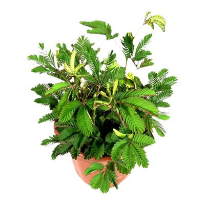 含羞草盆栽彩叶驱蚊老桩室内阳台