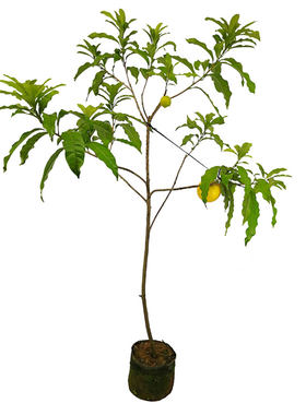 黄晶果苗四季黄金果树苗 盆栽地栽雅亚美果南方种植加蜜蛋黄果