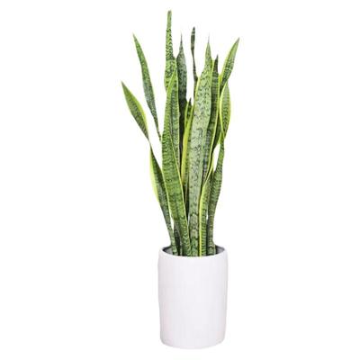 高脚金边虎皮兰室内盆栽大型绿植虎尾兰