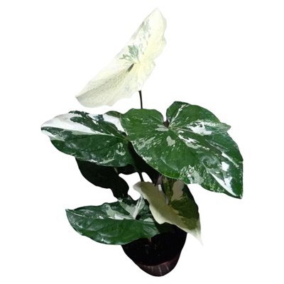 白锦合果芋牛奶室内植物