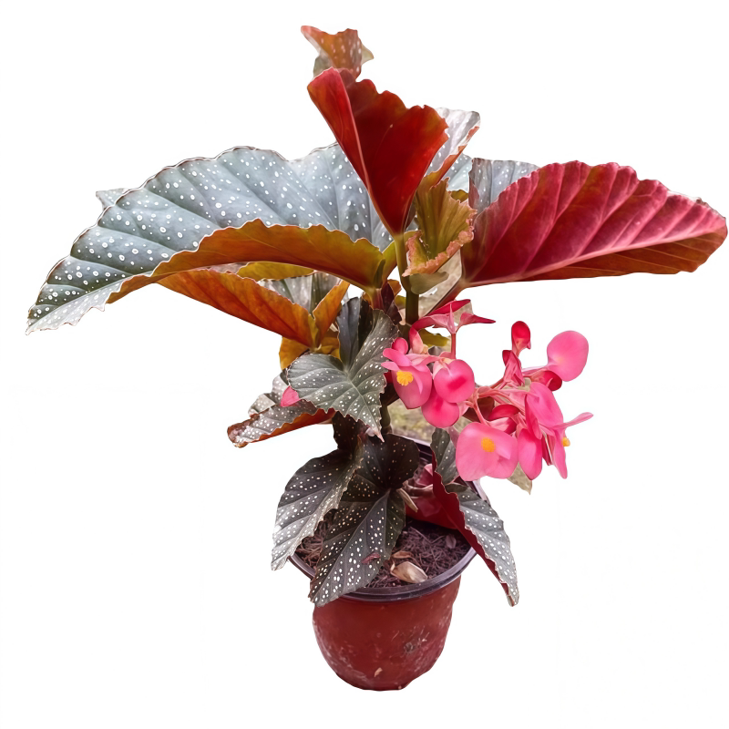 竹节海棠花卉盆栽大叶斑点
