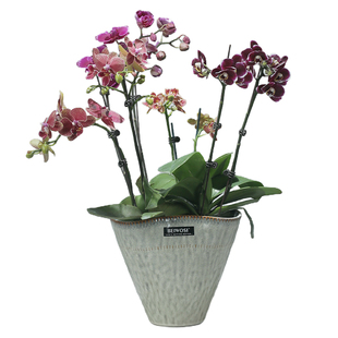 异形蝴蝶兰专用冬青高级感陶瓷花盆蓝色渐变客厅家居北欧简约桌面