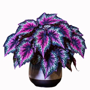 蓝色荧光秋海棠盆栽室内观叶植物彩色叶花卉绿植网红秋海棠天蝎座