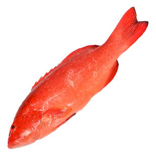 东山岛东星斑每日现捕新鲜鲜活活红石斑鱼海鲜海捕大一斤450g以上