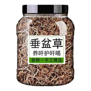 垂盆草中药材中药材垂盆草的功效与作用泡茶水喝的护肝食用非新鲜