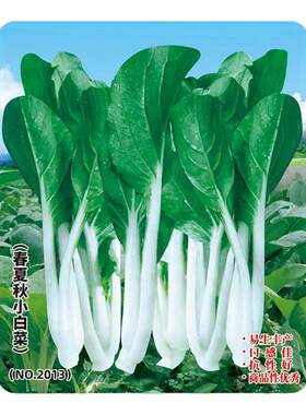 农家四季种子阳台盆栽小白菜