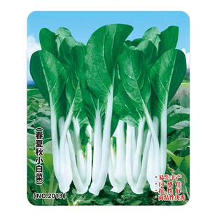 四季小白菜种子客家甜白菜种籽本土农家菜园青菜阳台盆栽蔬菜种孑