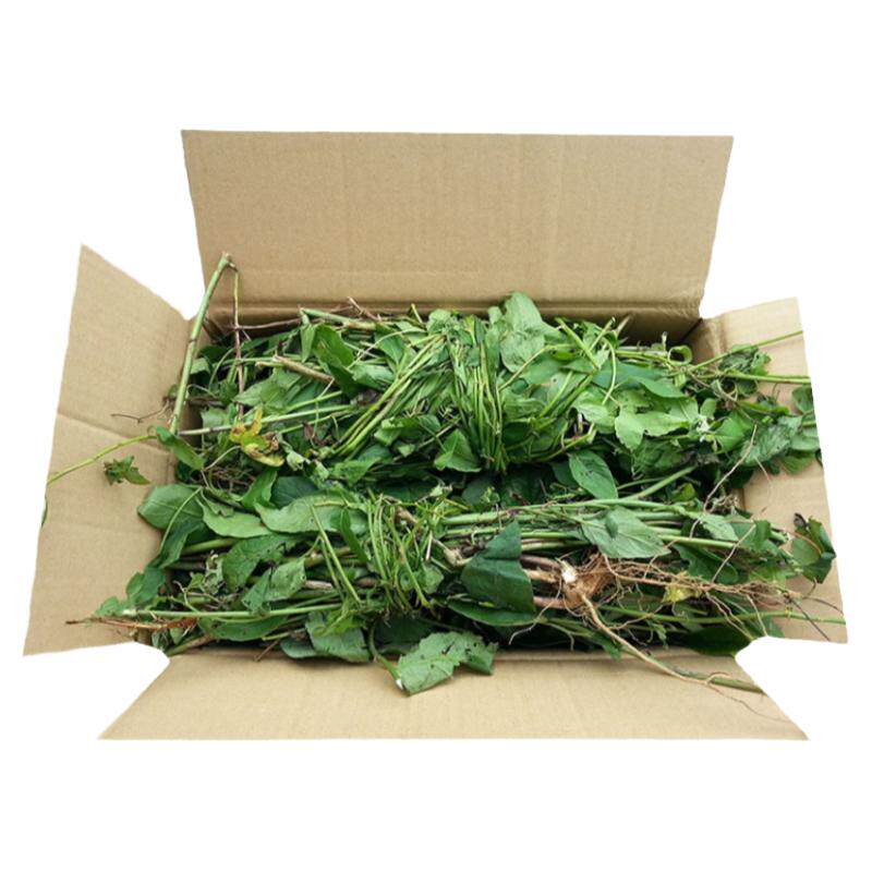 千里光新鲜草药500g深山现采农家