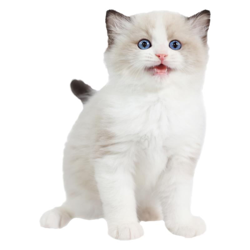 猫舍纯种蓝眼睛仙女长毛亮亮喵