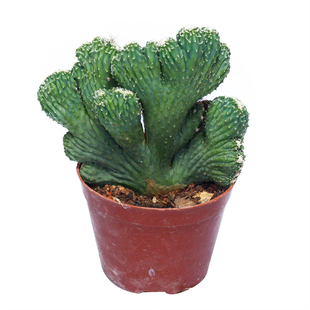 五指山仙人掌仙人球多肉麒麟山影五指山镇宅司机好养花卉绿植盆景