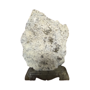 燕子石三叶虫工艺品办公室古生物礼品收藏品科普标本书本高级摆件