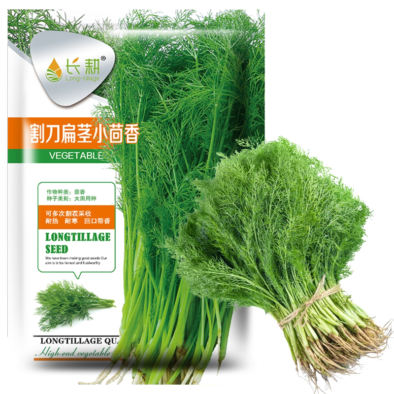 割茬小茴香种子茴香种籽菜种籽大全四季南方阳台盆栽苗秧蔬菜种孑