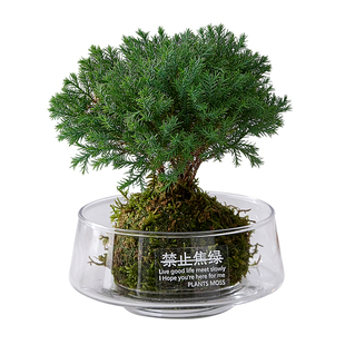 【放青松】雾松苔藓球水培植物办公室内桌面解压摆件小绿植盆栽