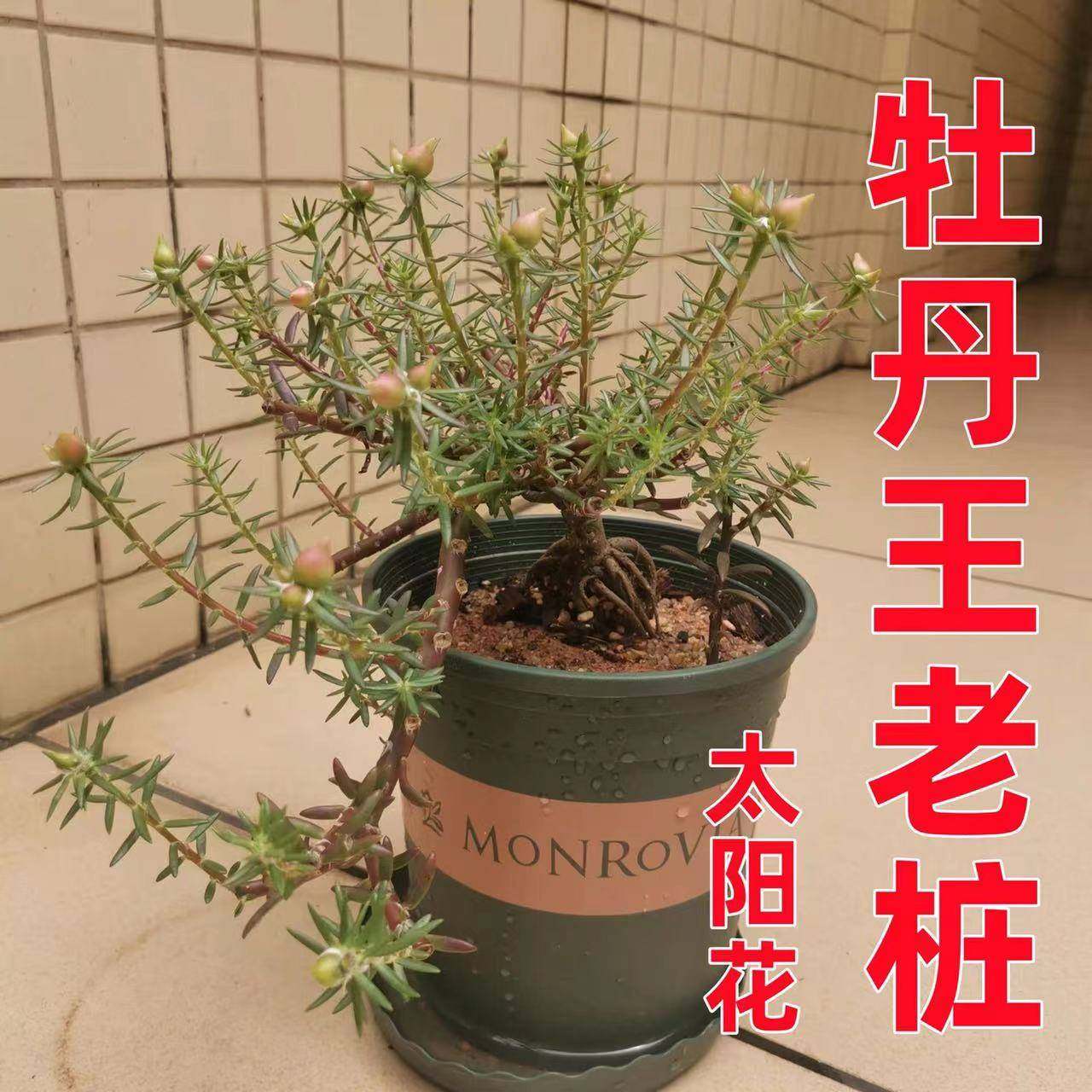 重瓣太阳花老桩牡丹玫红紫玫红王素材花苗带根带土带花苞盆景造型