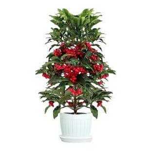 永福花乡园艺 富贵籽盆栽带果 带红果 富贵子 金玉满堂