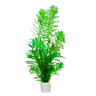 蜈蚣草鱼缸水草养鱼专用造景中后景新手懒人阴性净水绿植无需底沙