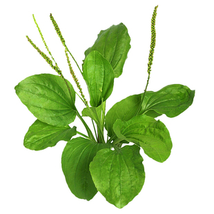 车前草新鲜整颗带根车前子干货车轮草茶猪耳草牛耳朵草纯天然农家